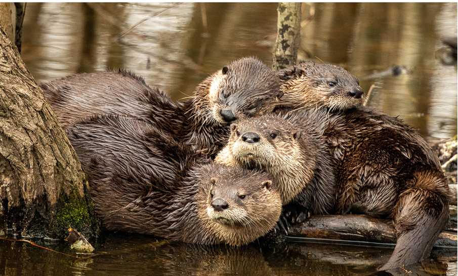 River Otter Huddle