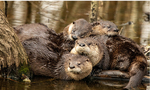 River Otter Huddle