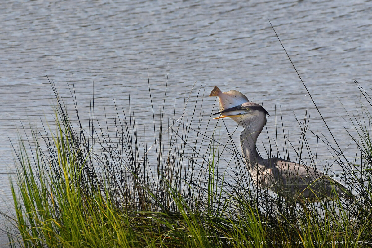 Heron's Catch