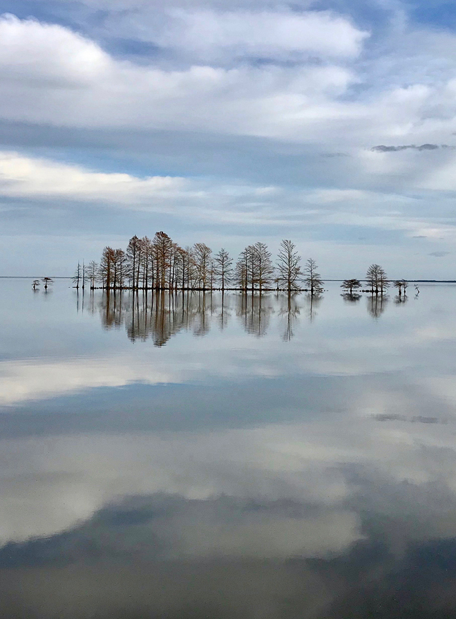Cypress Trees on Lake Mattamuskeet