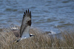 Osprey in Flight