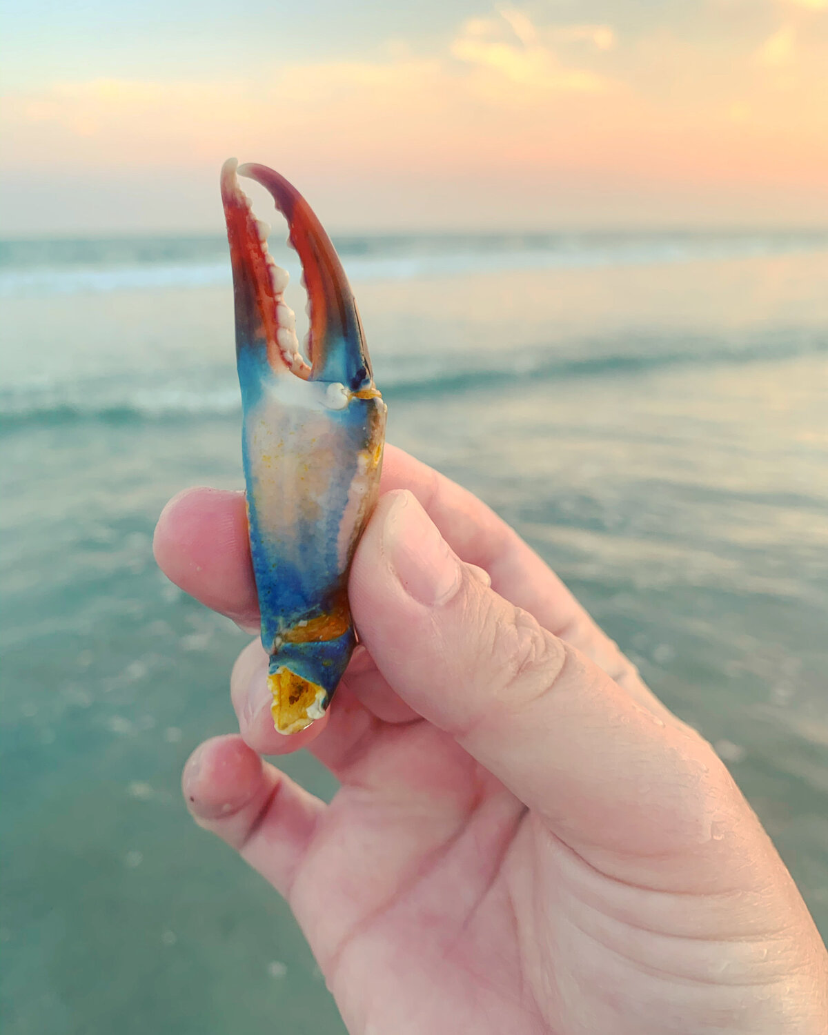 Blue Crab Claw at Sunset