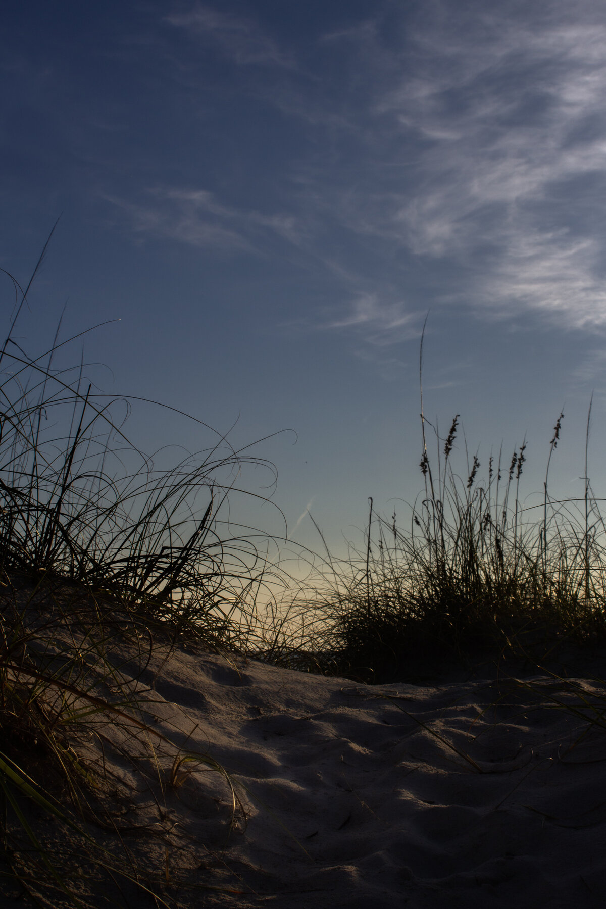 Dune Grass Silhouette at Dusk