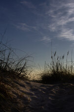 Dune Grass Silhouette at Dusk