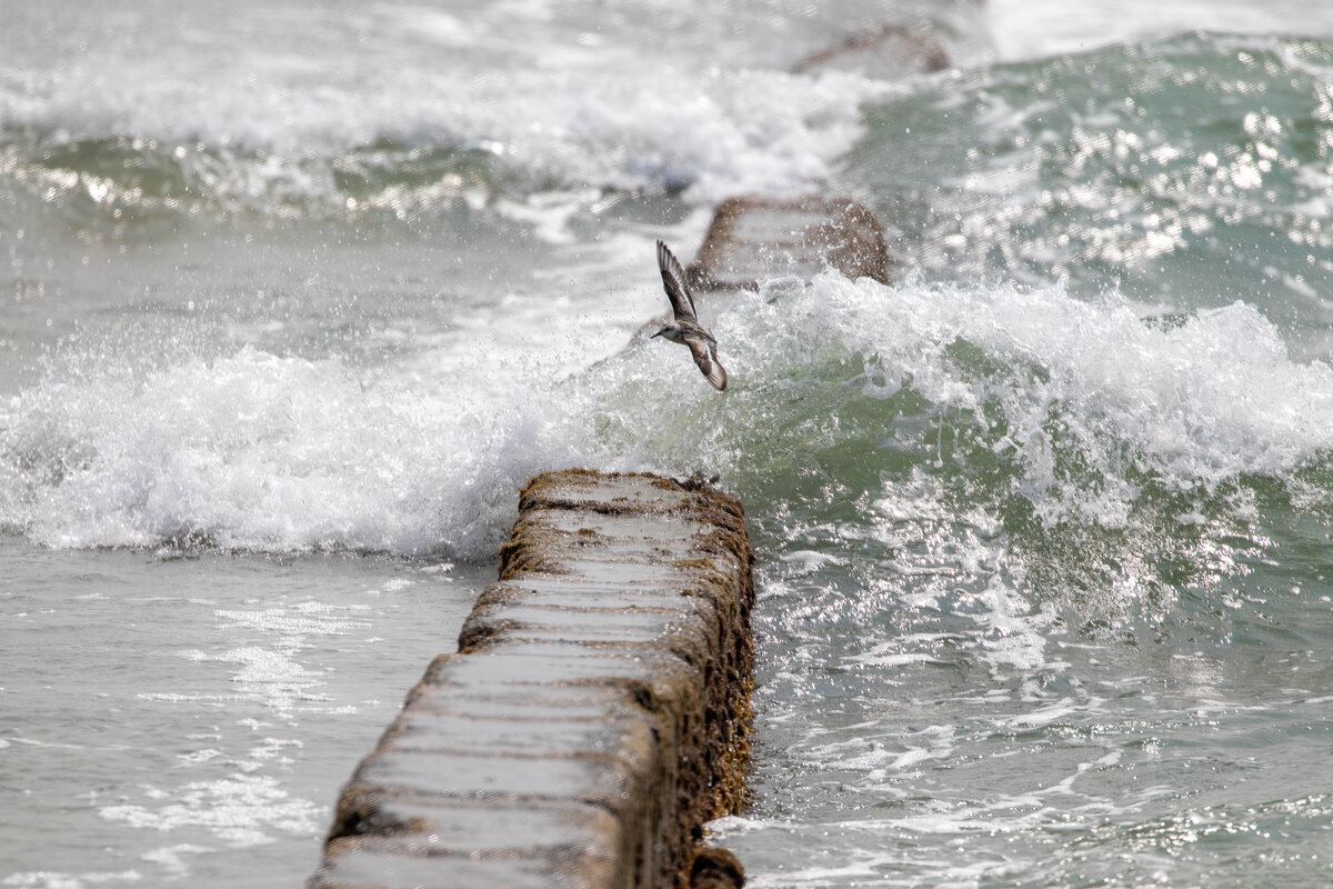 Shorebird Diving Through the Surf