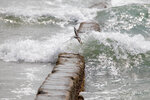 Shorebird Diving Through the Surf