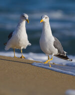 Lesser Black-backed Gull