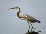 Young Tri-colored Heron