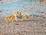 Ghost Crab on the Shore