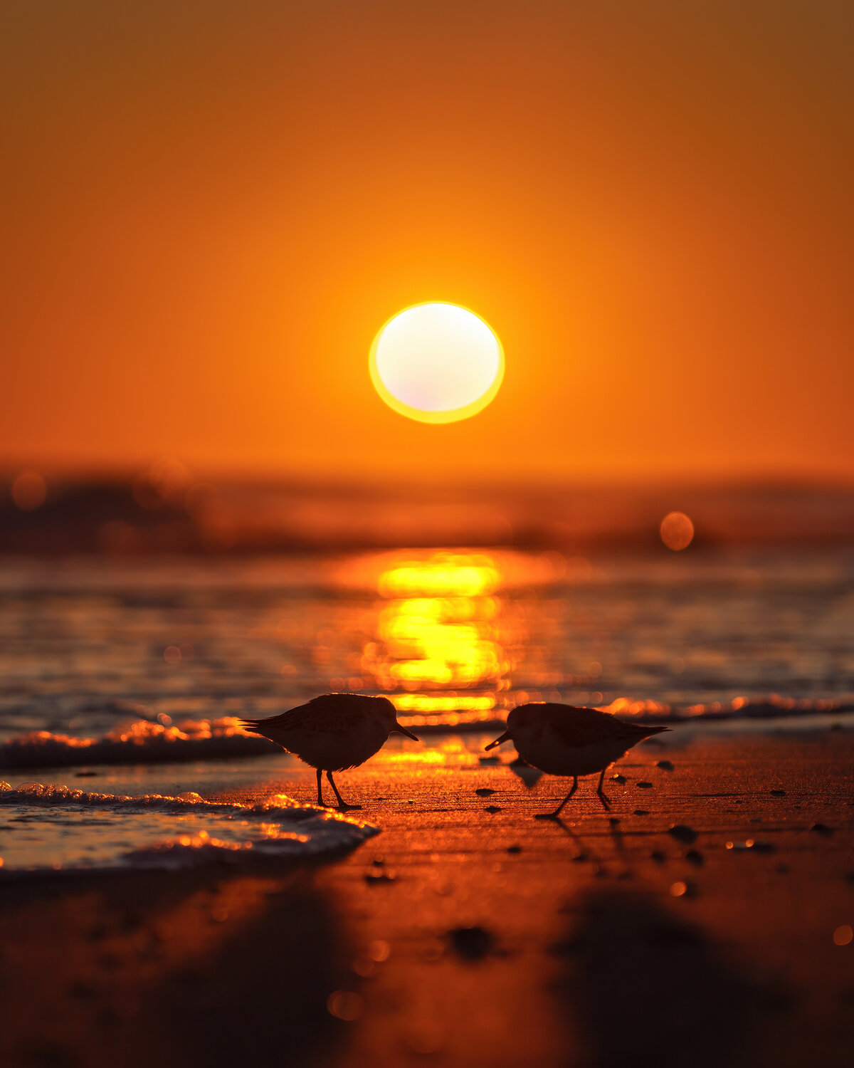 Sunset Sanderlings