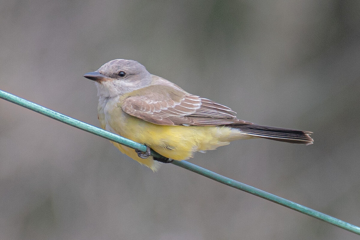 Kingbird on the Wire