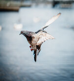 Pigeon in Flight