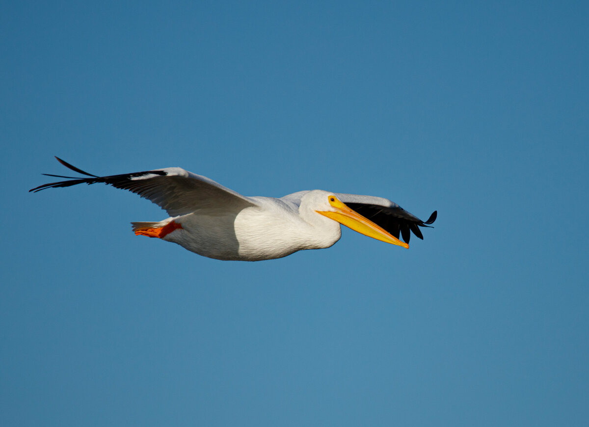 White Pelican in Flight