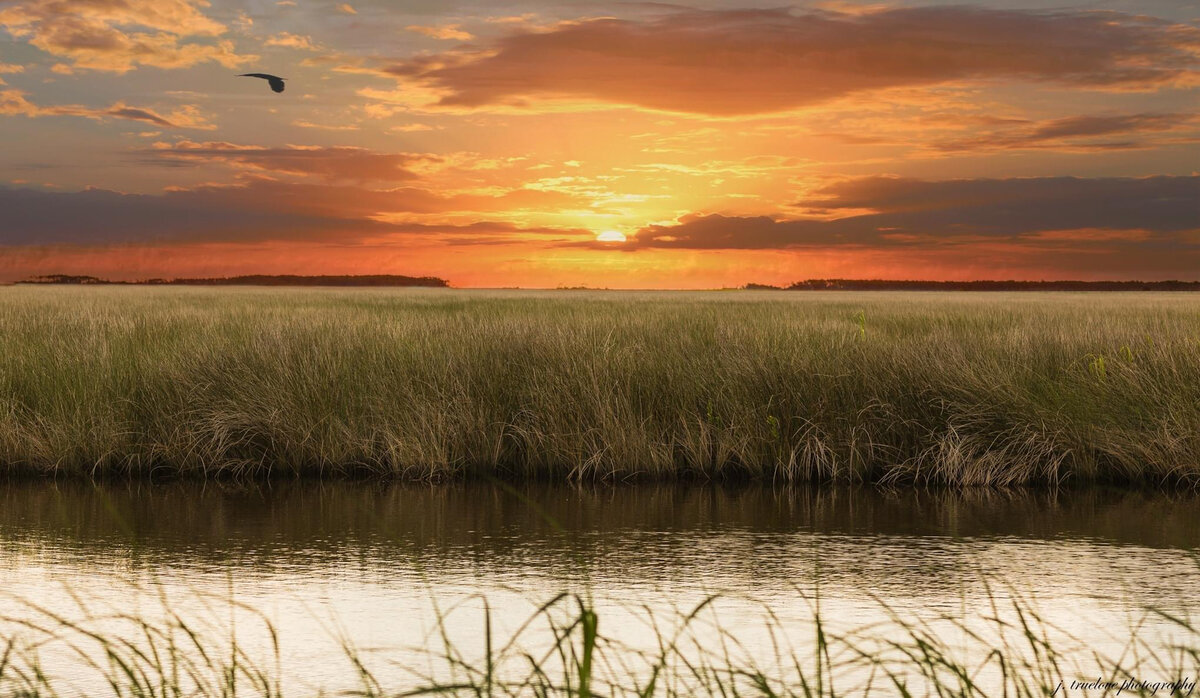 Marsh Sunset Flight
