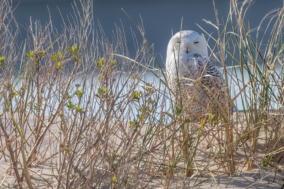 Sleepy Snowy Owl at Oregon Inlet