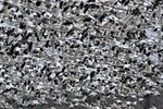 Snow Geese