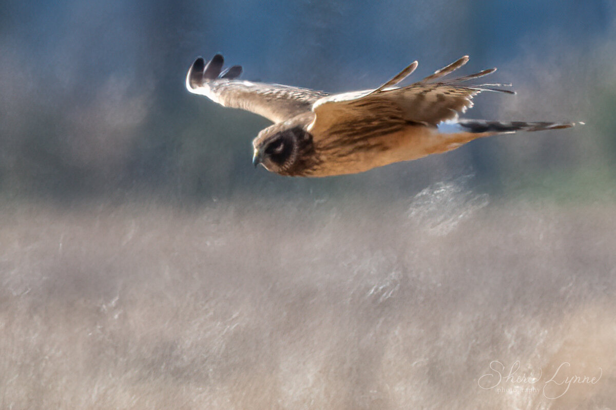 Northern Harrier at Pungo Lake