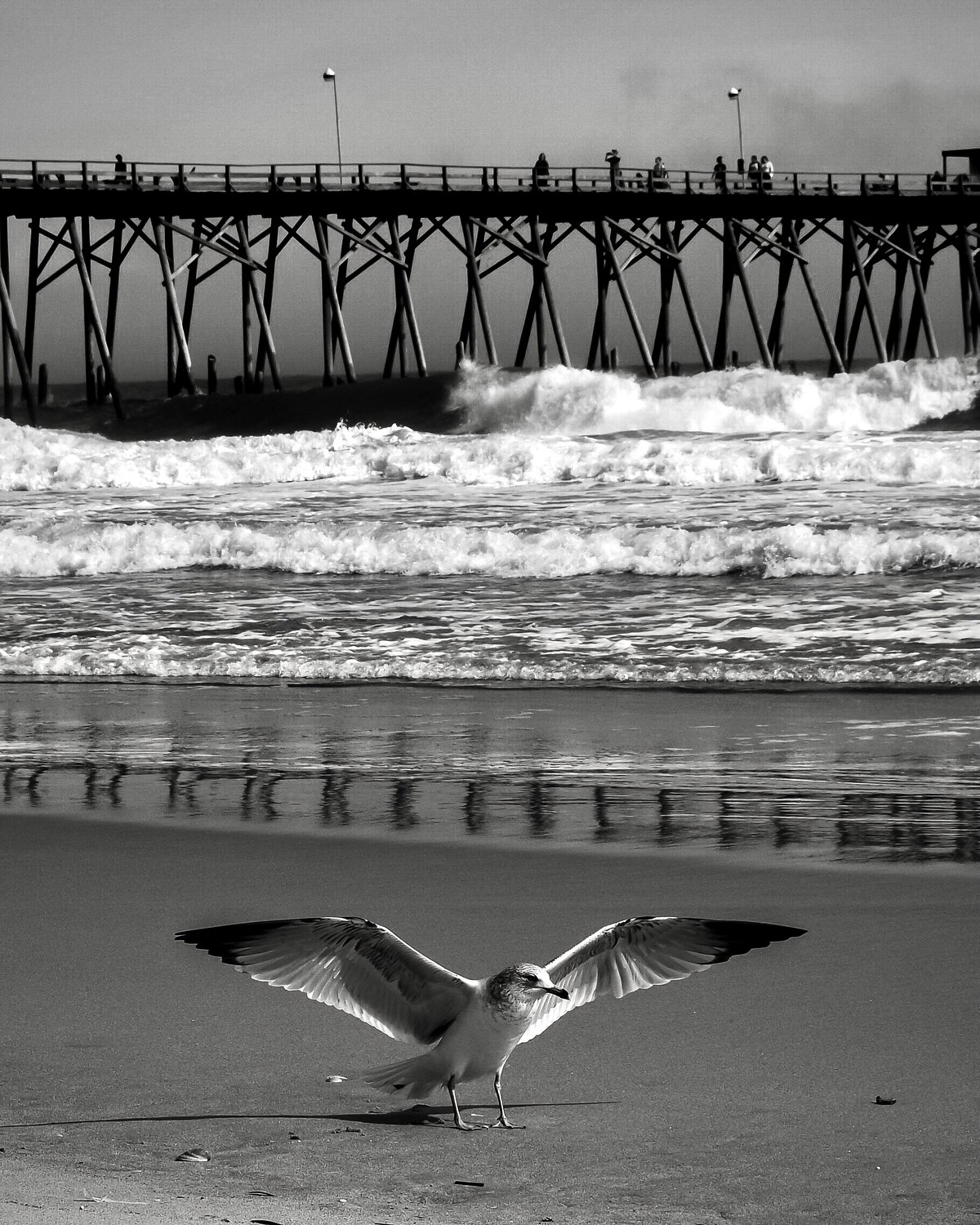 Gull Landing on the Shore