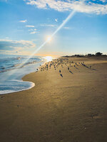 Shorebirds at Sunrise