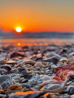 Sunset Through the Shells