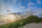 Sea Oats at Sunrise