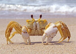 Ghost Crab on the Shore