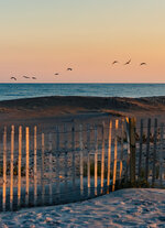 Birds in Flight at Sunset