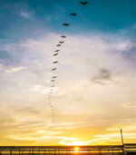 Pelicans in Formation