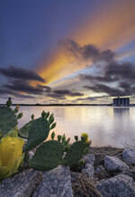 Cactus Bloom at Waterfront Sunset