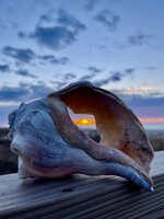 Sunset Through a Whelk Shell