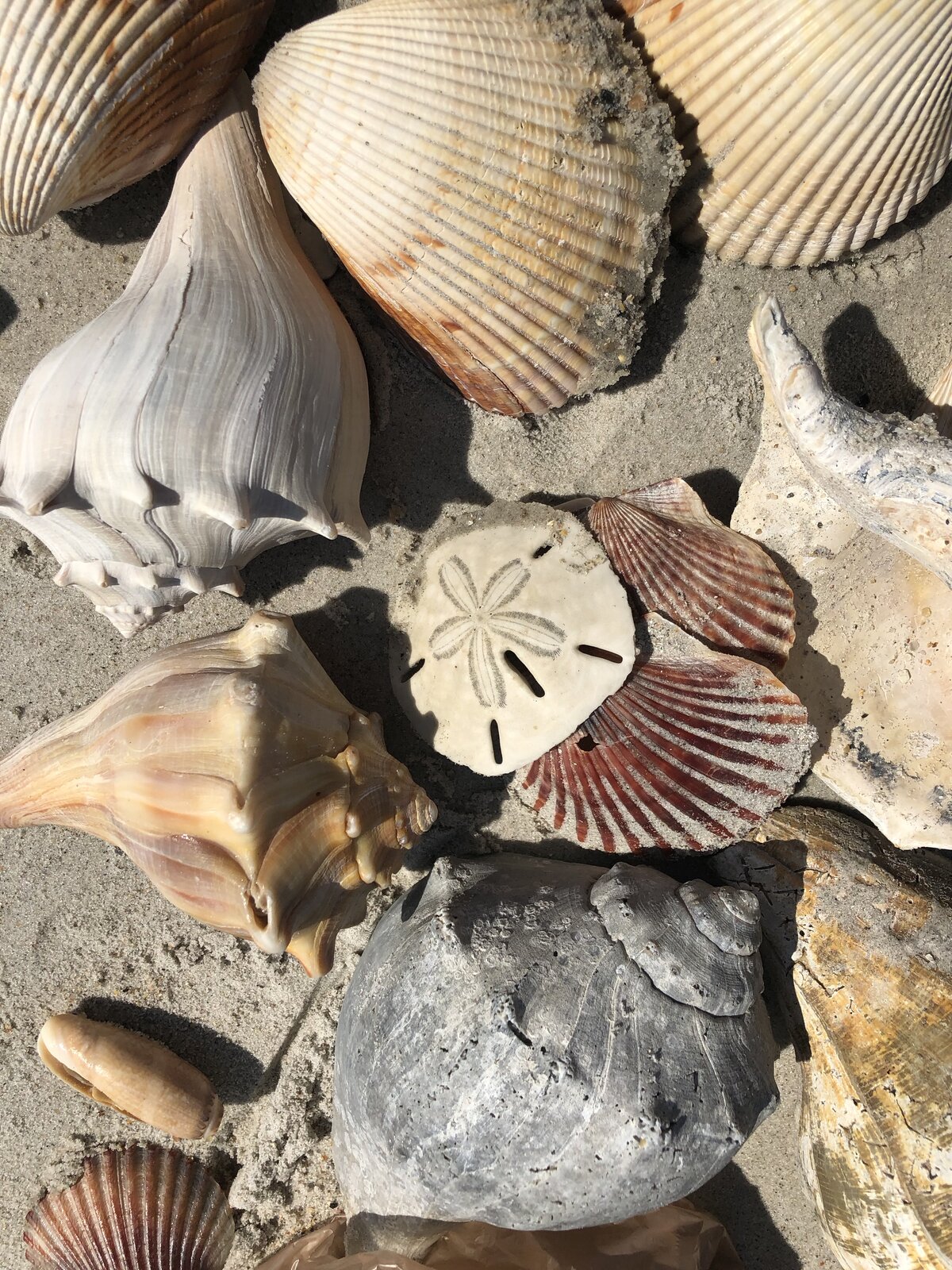 Shells and Sand Dollar Collection