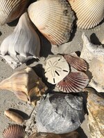 Shells and Sand Dollar Collection