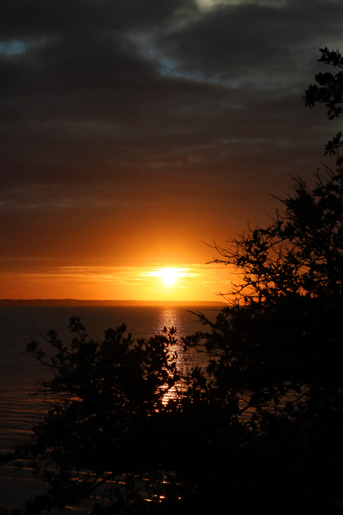 Sunset Through the Trees