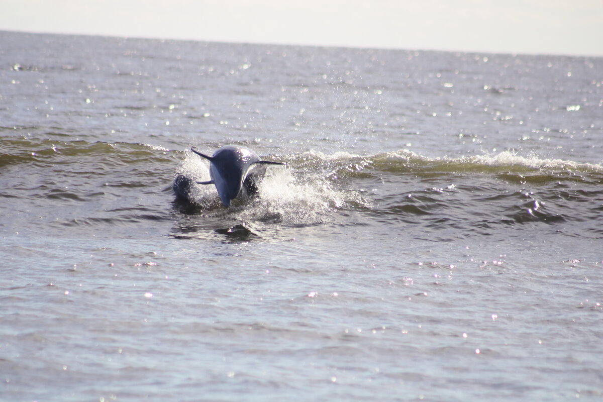 Dolphin Leaping in the Surf