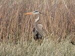 Great Blue Heron in the Marsh