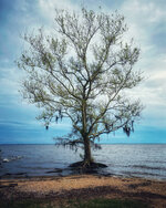 Lone Tree Draped in Spanish Moss