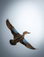 Duck in Flight