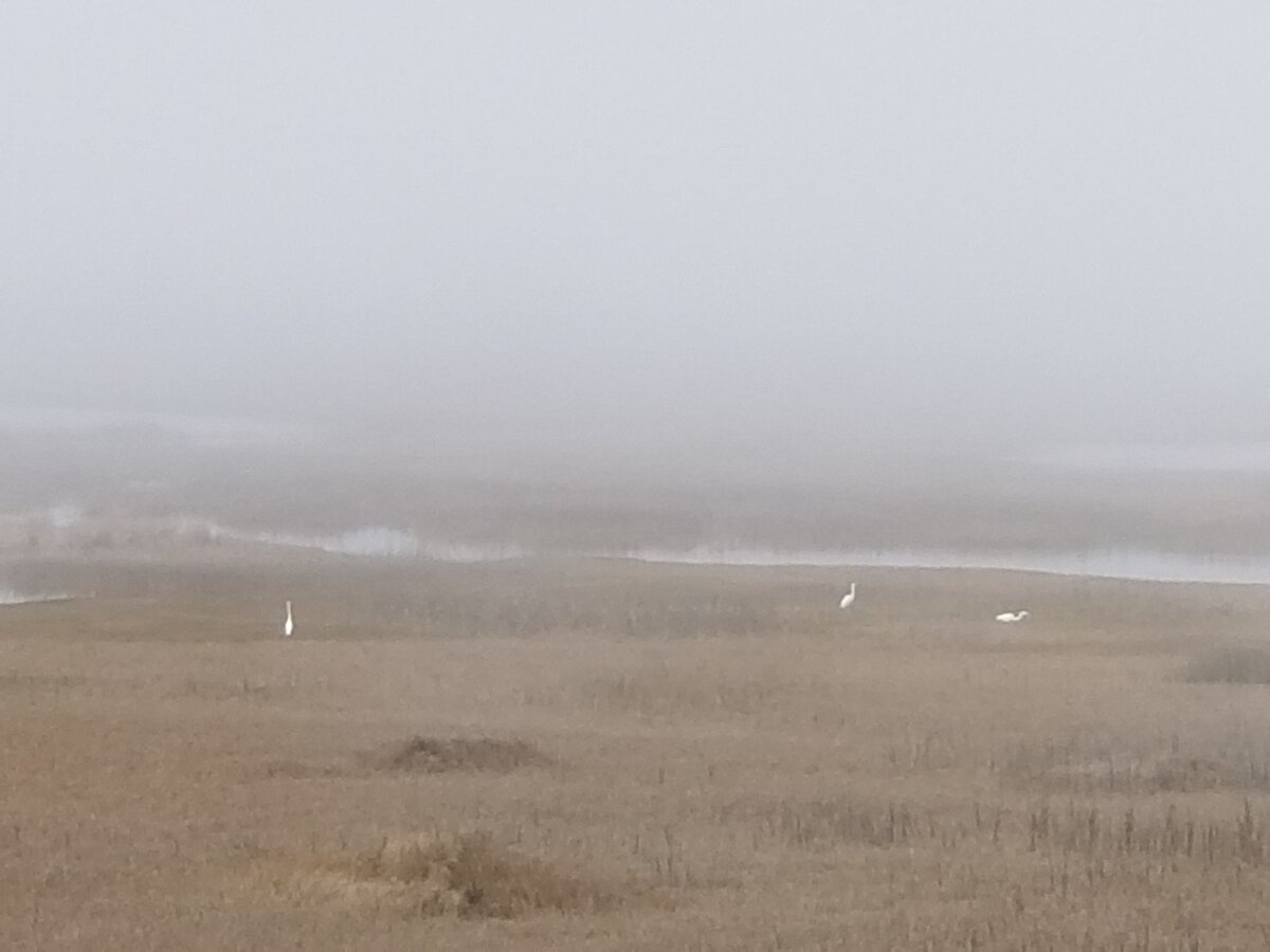 Egrets in the Marsh Fog