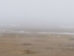 Egrets in the Marsh Fog