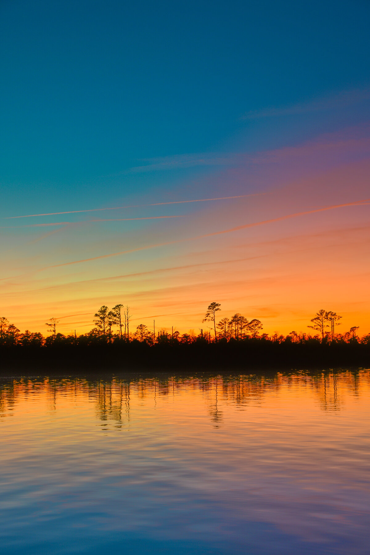Treeline Silhouette at Sunset