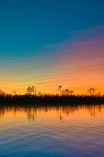 Treeline Silhouette at Sunset