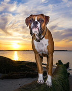 Boxer at Sunset