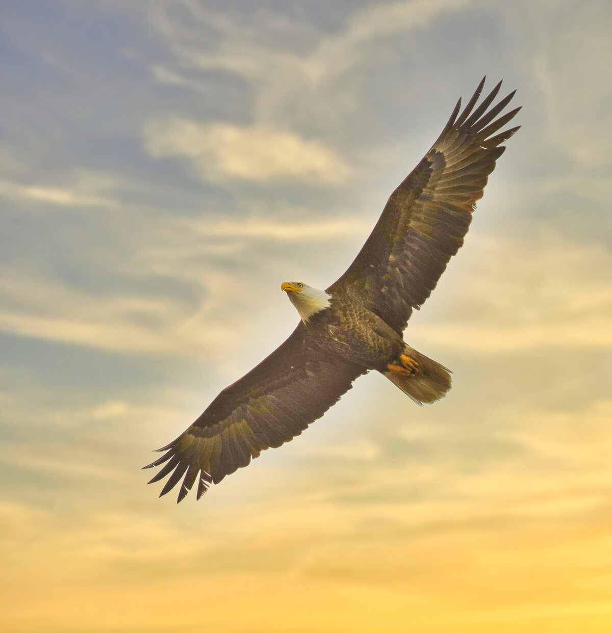 Bald Eagle in Flight