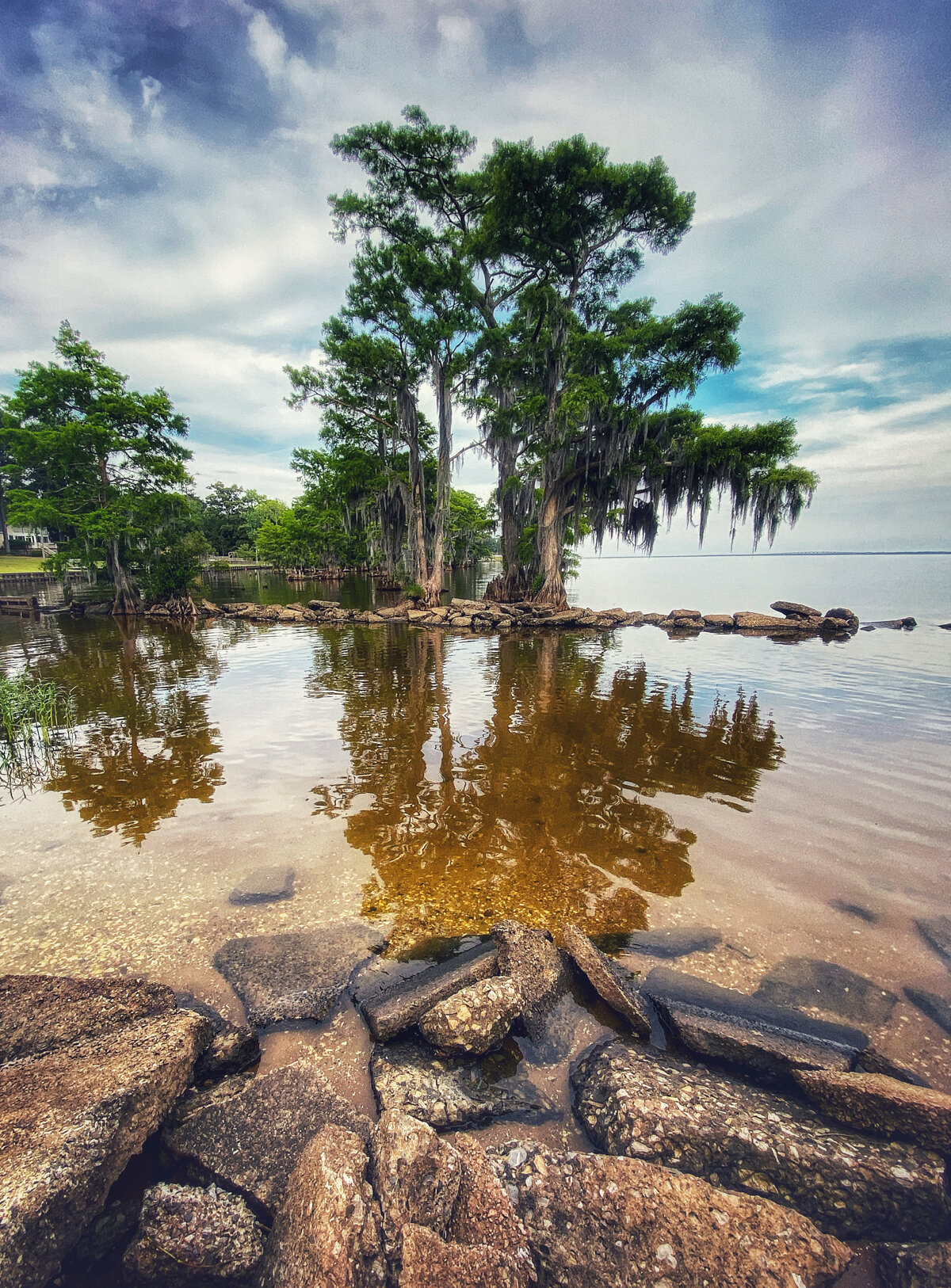 Cypress Trees on the Water