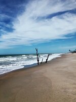 Driftwood on the Shore