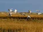 Egrets Taking Flight