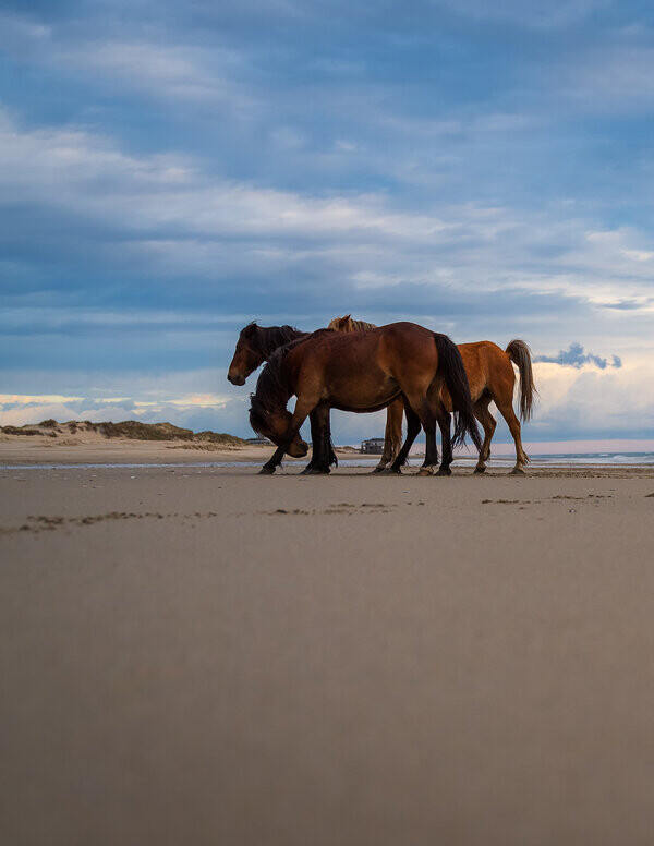 Wild Horses on the Beach