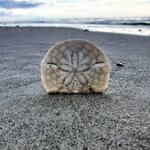 Sand Dollar on the Shore