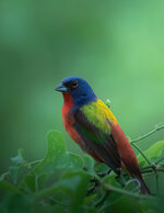 Painted Bunting in the Vines