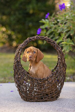 Puppy in a Basket